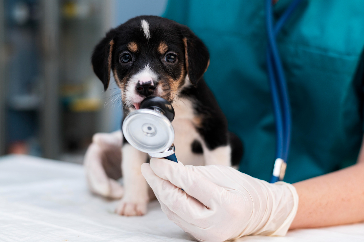 residuos en un centro veterinario