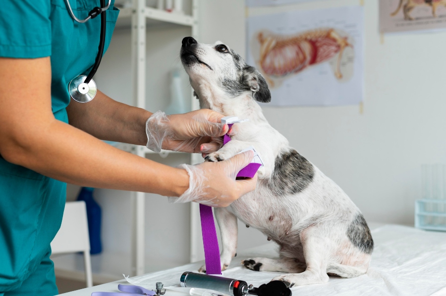 residuos veterinarios